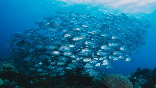 Objetivo 14: Vida submarina